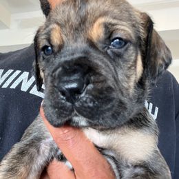Blue collar - Brown female Boerboel puppy in Colorado Springs Co, Colorado from On The Peak Boerboel
