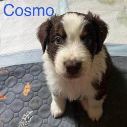 Cosmo (Blue) - Red tri-color male Australian Shepherd puppy in Rochester, Pennsylvania from Aussie Odyssey