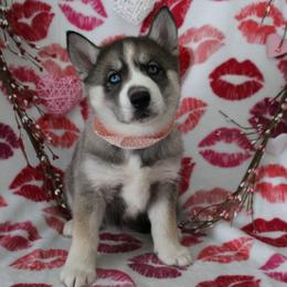 Orange - Agouti and white female Siberian Husky puppy in York, Pennsylvania from Spalla Pups