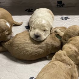 Goldendoodle Puppies from Kings Royal Mini Doodles by King Farms