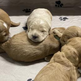Goldendoodle Puppies from Kings Royal Mini Doodles by King Farms