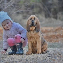 American Bully and Bloodhound Puppies from Blue Collar Kennelz Bloodhounds and American Bullies