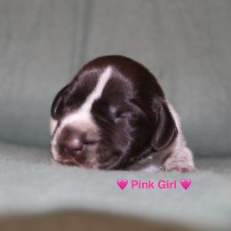 Pink Girl - Liver and white female German Wirehaired Pointer puppy in Reddick, Florida from Afterhours German Wirehaired Pointers and Basset Fauve de Bretagne