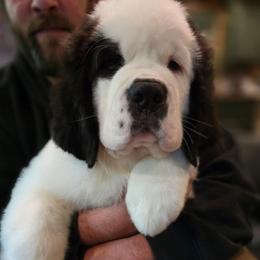 Cinderella - Mahogany and white female Saint Bernard puppy in Saltsburg, Pennsylvania from Loyal Ridge Saint Bernards