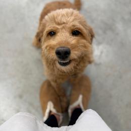Eva - Goldendoodle