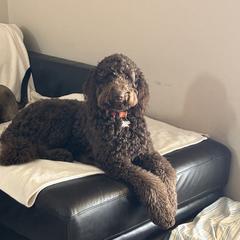 Goldendoodle Puppies from Dem GoldenDoodles