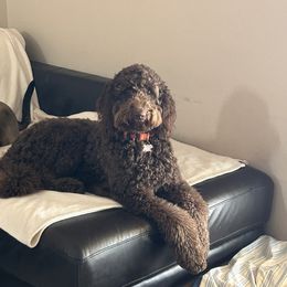 Goldendoodle Puppies from Dem GoldenDoodles