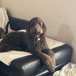 Goldendoodle Puppies from Dem GoldenDoodles