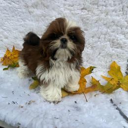 Boy 2 - Red and white male Shih Tzu puppy in Tenino, Washington from Fantasy Realm Shih Tzus