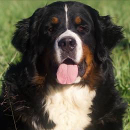 Tati - Bernese Mountain Dog