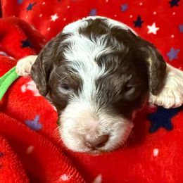 Lt. Blue Collar Boy - Brown male Poodle puppy in Huntsville, Alabama from Flint River Poodles