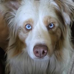 Ace - Miniature Australian Shepherd