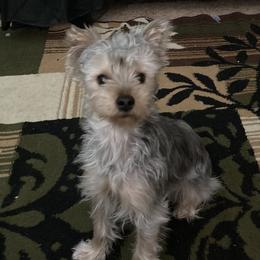 Shih Tzus from Baby Girl’s Yorkies, Shih-Tzu, Shorkies