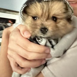 Pomeranian Puppies from Regal Poms