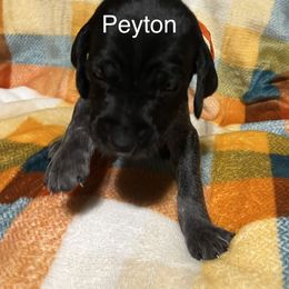 Peyton - Black roan female German Shorthaired Pointer puppy in Jackson, Georgia from Tiner GSP’s LLC