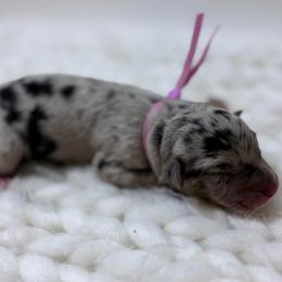 Lavender - Blue merle female Australian Shepherd puppy in San Marcos, California from Faith Family Freedom Farm