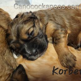 Cockapoo Puppies from Cano Cockapoos