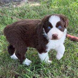 Stetson - Red tri-color male Australian Shepherd puppy in Hubbard, Texas from Poston Paddock Aussies LLC
