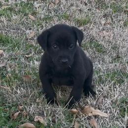 Brown - Black male Labrador Retriever puppy in Kinta, Oklahoma from Beaver Creek Kennels