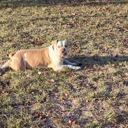 Bulldogs from Rebelxotics Bulldogs