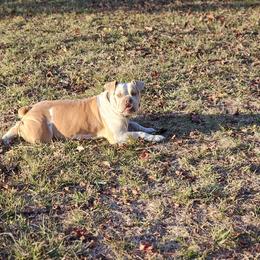 Bulldogs from Rebelxotics Bulldogs