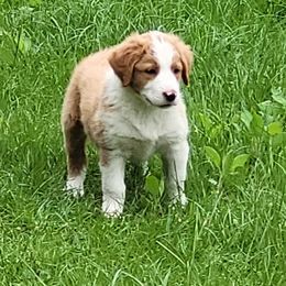English Shepherd Puppies from ThreeDarkBays English Shepherds