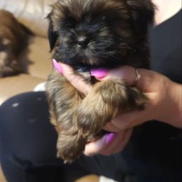 Rex - Black and tan male Shih Tzu puppy in Peoria, Arizona from Shihtzucircusaz