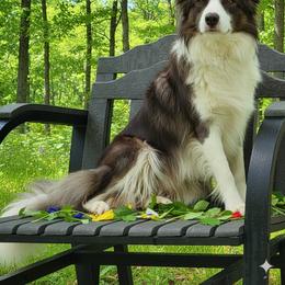 Josie - Border Collie
