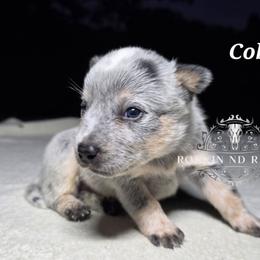 Cobalt - Blue male Australian Cattle Dog puppy in Silsbee, Texas from Rockin ND Ranch