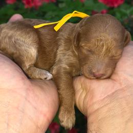 (Yellow Collar) Rain - Red  female Goldendoodle puppy in Granite Falls Nc, North Carolina from Carolina Goldendoodles