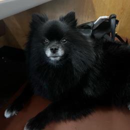 Aria - Pomeranian
