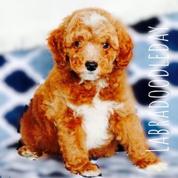 Goldendoodle Puppies from Labradoodleday