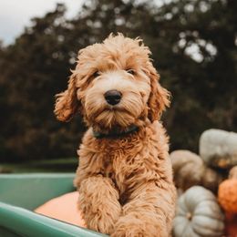 Labradoodle Puppies from LaRue's Labradoodles