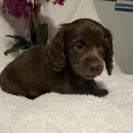 Arsenic's brown boy - Chocolate male Dachshund puppy in Kentucky from Wonderful Weiners
