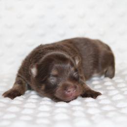 Bonbon - Chocolate female Pomeranian puppy in San Marcos, Texas from Hill Country Poms
