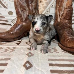 Cove - Blue merle female Australian Shepherd puppy in Rose Hill, North Carolina from Motega Australian Shepherds