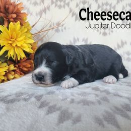 Cheesecake - Black and white female Aussiedoodle puppy in Lake Bronson, Minnesota from Jupiter Doodles