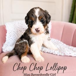 Chop chop lollipop - Merle female Bernedoodle puppy in Grove, Oklahoma from Guinn Family Farms