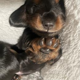Dachshund Puppies from Devoted Doxies - DLL