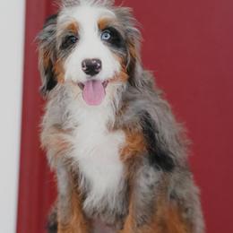 Josh (socialization program student) - Merle male Bernedoodle puppy in Dundee, Ohio from Down Home Doodle