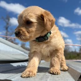 Annie - Apricot female Goldendoodle puppy in Ambrose, Georgia from Brandilyn's Aussies