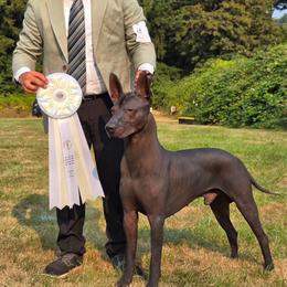 Uno #1 - Xoloitzcuintli