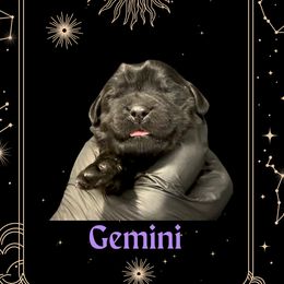 Gemini - Black male Newfoundland puppy in Tully, New York from Bear Paw Newfoundlands