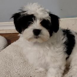 Coton de Tulear Puppies from Coton Country