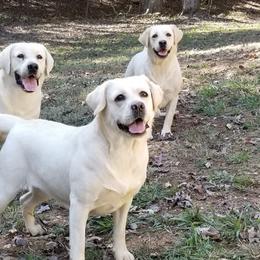 Labrador Retrievers from Roland’s English Labradors