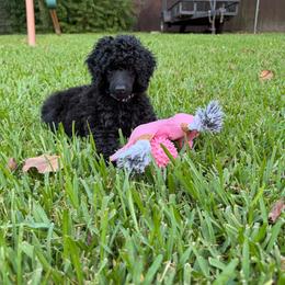 AKC Raven - Yellow - Black female Poodle puppy in Baytown, Texas from Charlotte & Co. Miniature Poodles
