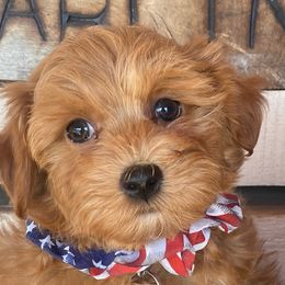 Companion Crosses, Mal-Shis, Maltipoos, and Morkies from Real Darling Pups