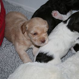 Australian Labradoodle Puppies from Windsor Creek Labradoodles