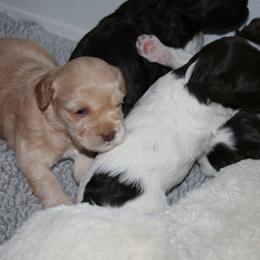 Australian Labradoodle Puppies from Windsor Creek Labradoodles