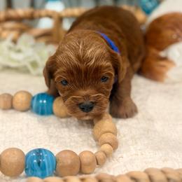Marshall - Red male Cavapoo puppy in Apple Valley, California from Fletcher Fuzzy Friends